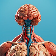Detailed anatomical illustration of the human brain and nervous system on a blue background.