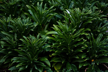 Leaves background with copy space. Overlay fresh leaf pattern, Natural foliage textured and background. Selective focus.