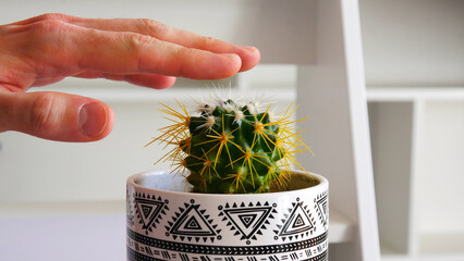 A man's hand trying to touch the needles of a beautiful cactus close-up
