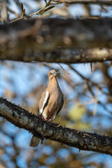 pigeon bird animal costa rica