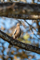 pigeon bird animal costa rica