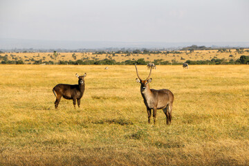 antelope in the wild, Kenya 