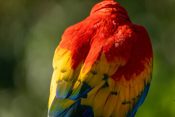Scarlet macaw bird parrot Costa Rica paradise animal captured beautiful feather close-up of a scarlet macaw parrot bird