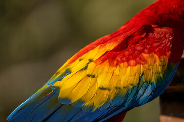 Obraz premium Scarlet macaw bird parrot Costa Rica paradise animal captured beautiful feather close-up of a scarlet macaw parrot bird