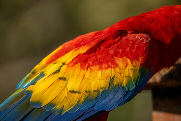 Obraz premium Scarlet macaw bird parrot Costa Rica paradise animal captured beautiful feather close-up of a scarlet macaw parrot bird
