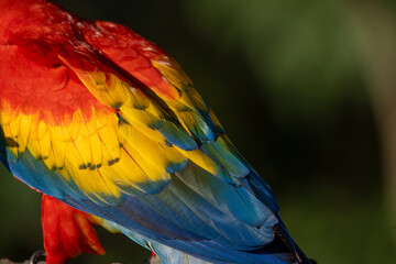 Obraz premium Scarlet macaw bird parrot Costa Rica paradise animal captured beautiful feather close-up of a scarlet macaw parrot bird