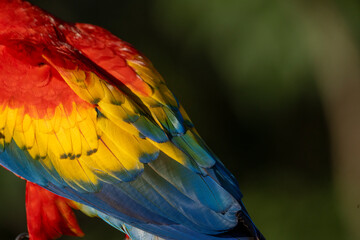 Obraz premium Scarlet macaw bird parrot Costa Rica paradise animal captured beautiful feather close-up of a scarlet macaw parrot bird