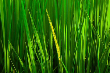 green grass background or rice fields 