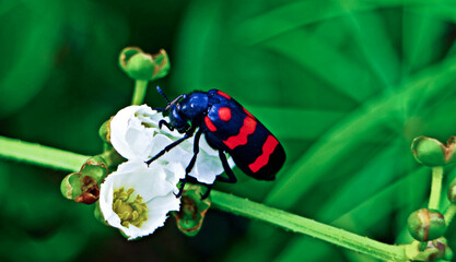 Close-up view of a koksi beetle on a flower