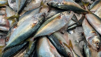 The Kembong is also called the Indian mackerel