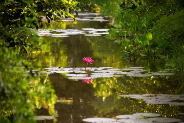 Pink water lily flower in pond with morning light