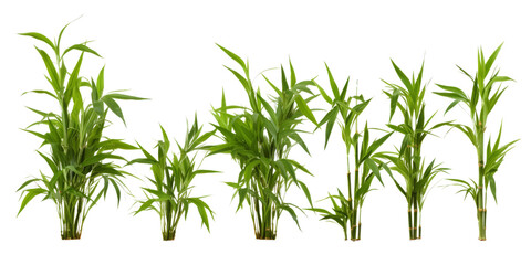 Obraz premium A collection of seven green bamboo plants, arranged in a row, isolated on a white background. The plants are of varying sizes, showcasing different stages of growth