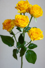 ゴールドダスト