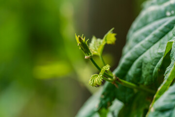 Green Bavarian Hops plant during May growth phase in close up view