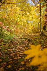 A path through the autumn forest. The time of colors.