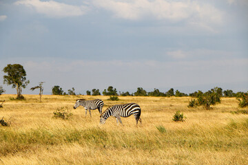 wildlife in Africa safari  