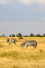 wildlife in Africa safari  