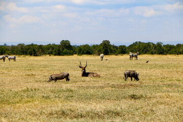 wildlife in Africa safari  
