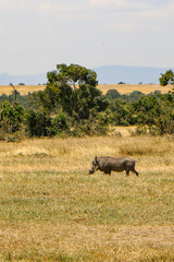 wildlife in Africa safari  