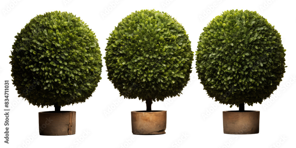 Aufkleber a row of five artificial boxwood topiary balls in brown pots, isolated on a white background. the to