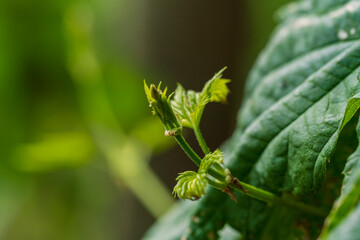 Green Bavarian Hops plant during May growth phase in close up view