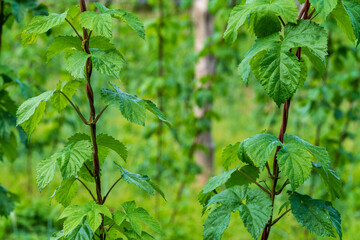 Green Bavarian Hops plant during May growth phase in close up view