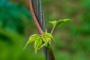 Green Bavarian Hops plant during May growth phase in close up view