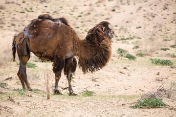 View of camels in the Kyzylkum desert