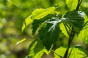 Green Bavarian Hops plant during May growth phase in close up view