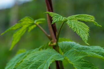 Green Bavarian Hops plant during May growth phase in close up view
