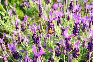 満開に咲いているフレンチラベンダーにミツバチが止まっている。