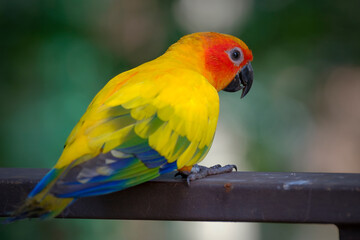 red and yellow parrot
