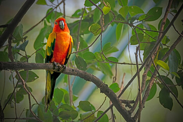 red and yellow parrot © Riadi