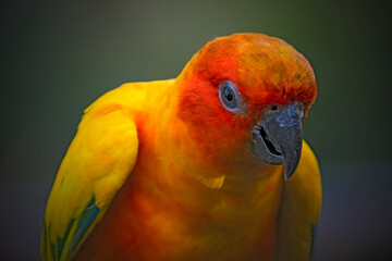 red and yellow macaw