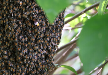 Wild beehive on a tree that has a lot of bees On a sunny day


