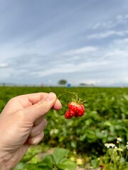 strawberry in hand