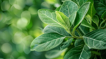 ashwaganda leaves