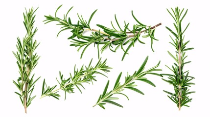 Fototapeta premium Fresh rosemary arrangement on a white background.