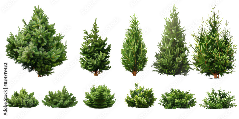 Poster this image features ten different evergreen trees and shrubs isolated on a white background. these t