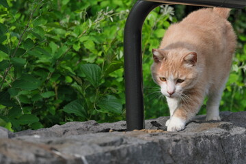 公園の野良猫　Stray cats in the park