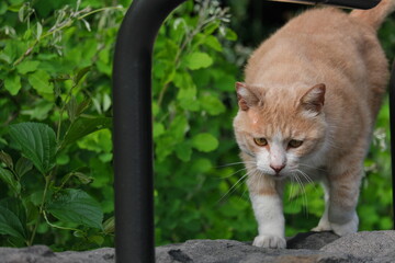 公園の野良猫　Stray cats in the park