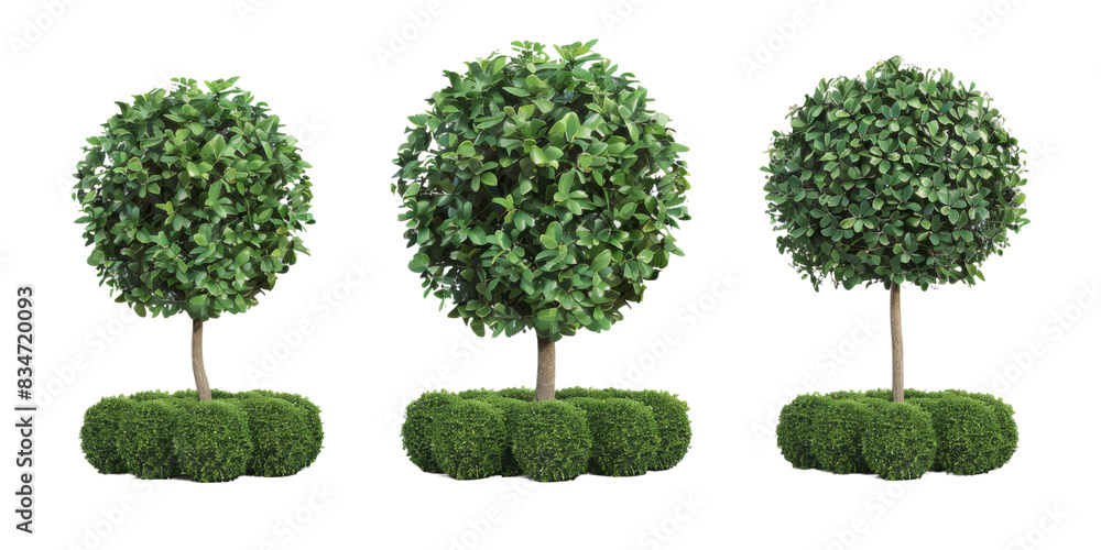 Poster a photograph of three green trees with round canopies and bushy bases, isolated on a white backgroun