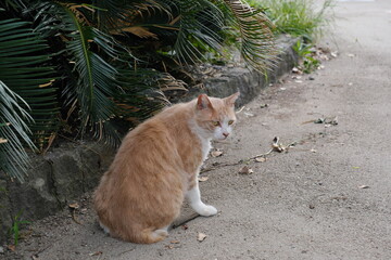 公園の野良猫　Stray cats in the park