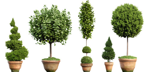 A digital illustration of six ornamental trees in terracotta pots against a white background