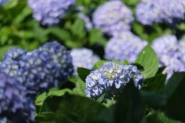 いい感じの紫陽花　Nice hydrangea