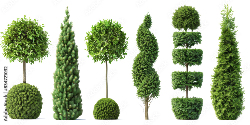 Poster a digital image showcasing six different types of trees, each isolated on a white background. the tr