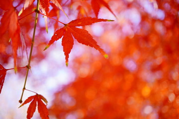 秋らしさ満載。真っ赤な紅葉。