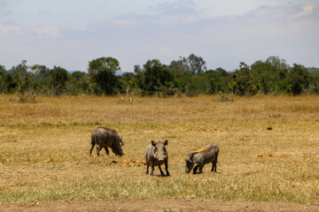 warthogs