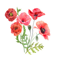 Obraz premium Watercolor red poppies. Wild flower bouquet isolated on white. Hand painting illustration for invitation and greeting card.