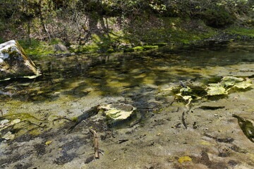日光　戦場ヶ原　Nikko Senjogahara